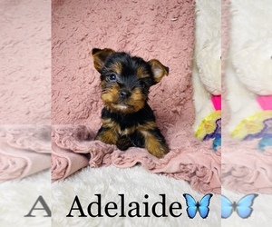Yorkshire Terrier Puppy for Sale in COOKEVILLE, Tennessee USA