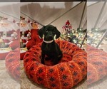 Small Photo #1 Doberman Pinscher-Weimaraner Mix Puppy For Sale in YORKVILLE, IL, USA
