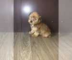 Puppy 2 Yorkshire Terrier