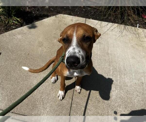 Medium Photo #1 Boxer-Pointer Mix Puppy For Sale in Grand Prairie, TX, USA