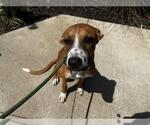 Small Boxer-Pointer Mix