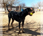 Small #6 Bluetick Coonhound