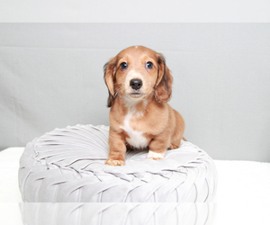 Dachshund Puppy for sale in MARIETTA, GA, USA