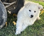 Puppy Puppy 6 American Eskimo Dog (Toy)-Border-Aussie Mix