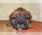 Small Photo #12 Bullmastiff Puppy For Sale in VERONA, MO, USA