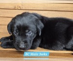 Small Photo #27 Labrador Retriever Puppy For Sale in EDGEWOOD, TX, USA