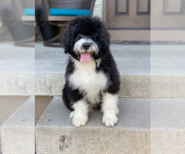 Medium Photo #1 Portuguese Water Dog Puppy For Sale in BALDWIN, KS, USA
