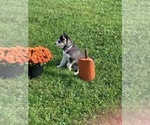 Small Photo #5 German Shepherd Dog-Siberian Husky Mix Puppy For Sale in FAIRMONT, WV, USA