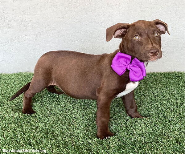Medium Photo #3 American Pit Bull Terrier-Chocolate Labrador retriever Mix Puppy For Sale in San Diego, CA, USA