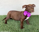 Small #2 American Pit Bull Terrier-Chocolate Labrador retriever Mix