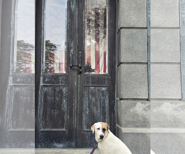 Medium Photo #8 Mutt Puppy For Sale in Overland Park, KS, USA