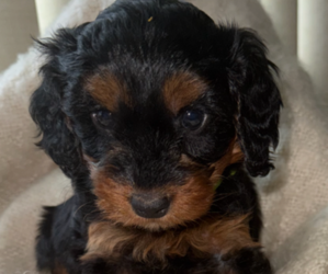 Medium Goldendoodle (Miniature)