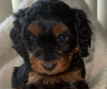 Puppy Puppy 6 Goldendoodle (Miniature)