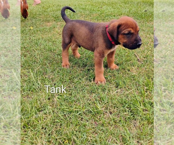 Medium Photo #19 Doberman Pinscher-Mastiff Mix Puppy For Sale in BRANTLEY, AL, USA