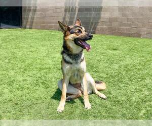 German Shepherd Dog Dogs for adoption in Orange, CA, USA