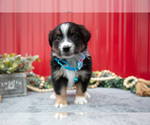 Small Photo #22 Miniature Australian Shepherd Puppy For Sale in MILLERSBURG, OH, USA
