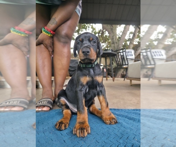 Medium Photo #9 Doberman Pinscher Puppy For Sale in MIAMI, FL, USA