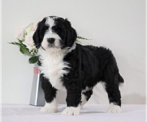 Bernedoodle Puppy for sale in FREDERICKSBG, OH, USA