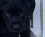 Small #4 Labrador Retriever