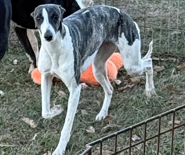 Medium Photo #1 Whippet Puppy For Sale in DONALDS, SC, USA