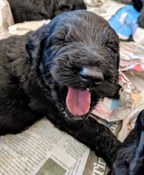 Medium Photo #3 Goldendoodle Puppy For Sale in ROSCOE, IL, USA