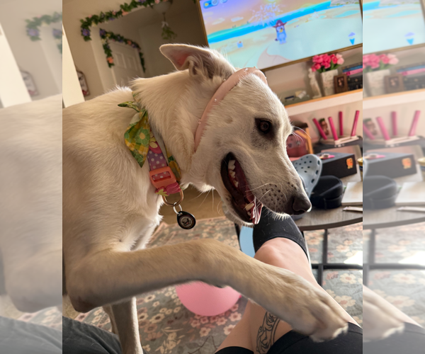 Medium Photo #9 Australian Shepherd-white german shepherd Mix Puppy For Sale in Holly Springs, NC, USA