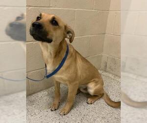 Labrador Retriever-Unknown Mix Dogs for adoption in Conroe, TX, USA