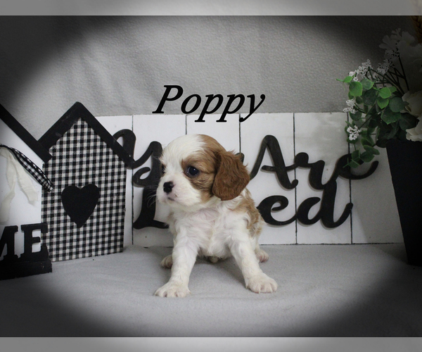 Medium Photo #11 Cavalier King Charles Spaniel Puppy For Sale in CHANUTE, KS, USA