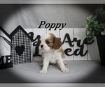 Small #10 Cavalier King Charles Spaniel