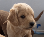 Small Photo #2 Labradoodle Puppy For Sale in MESA, AZ, USA