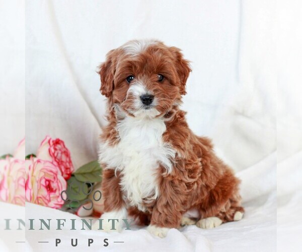 Medium Photo #1 Cavapoo (Miniature) Puppy For Sale in LITITZ, PA, USA
