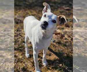Jack Russell Terrier-Unknown Mix Dogs for adoption in Sheboygan, WI, USA
