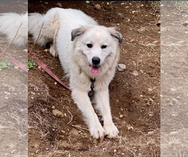 Medium Photo #2 Great Pyrenees Puppy For Sale in Bend, OR, USA