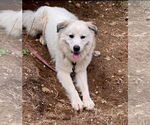 Small #1 Great Pyrenees