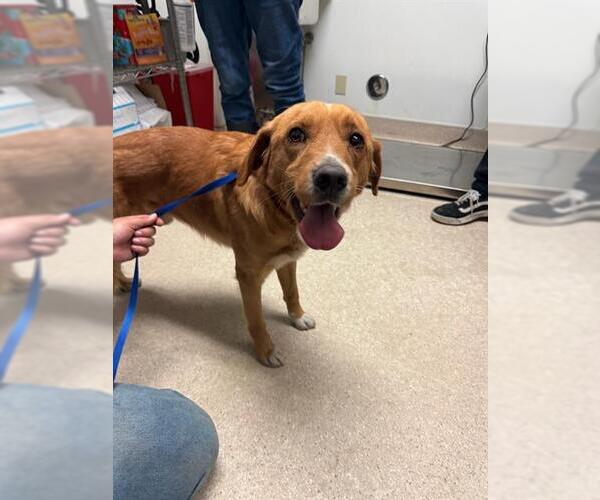 Medium Photo #1 Collie Puppy For Sale in Bakersfield, CA, USA