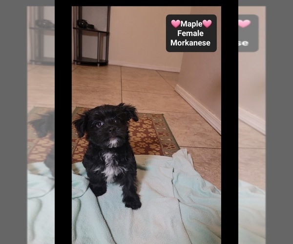 Medium Photo #3 Havanese-Morkie Mix Puppy For Sale in TUCSON, AZ, USA
