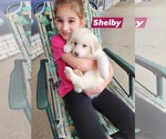 Small #3 Great Pyrenees