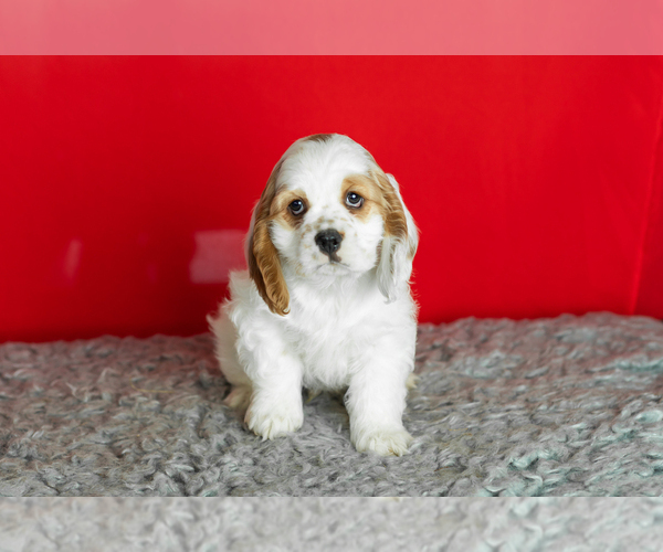 Medium Photo #19 Cocker Spaniel Puppy For Sale in NAPPANEE, IN, USA