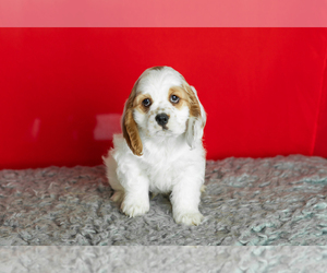 Medium Cocker Spaniel