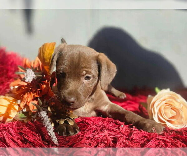 Medium Photo #2 Chihuahua-Unknown Mix Puppy For Sale in San Diego, CA, USA