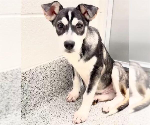 Medium Photo #2 Siberian Husky-Unknown Mix Puppy For Sale in Houston, TX, USA