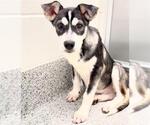 Small #1 Siberian Husky Mix