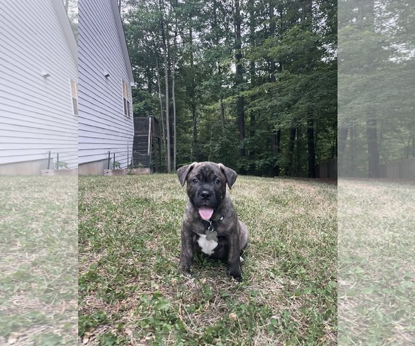 Medium Photo #8 American Staffordshire Terrier-Boxer Mix Puppy For Sale in Holly Springs, NC, USA