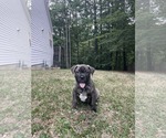 Small #7 American Staffordshire Terrier-Boxer Mix
