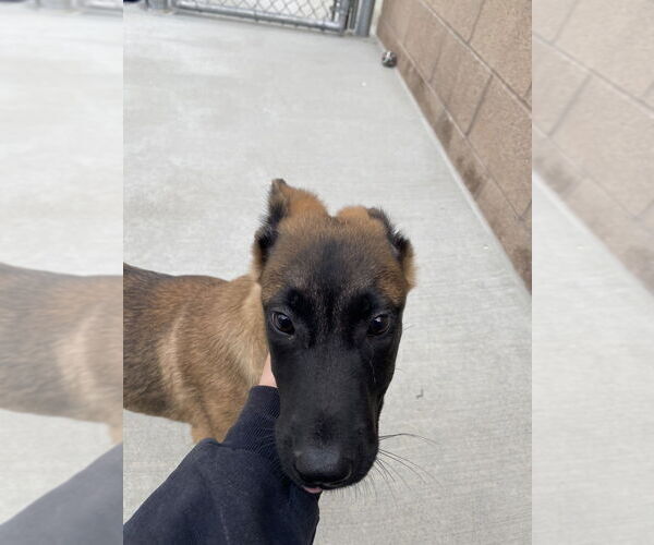 Medium Photo #2 Mutt Puppy For Sale in Salinas, CA, USA