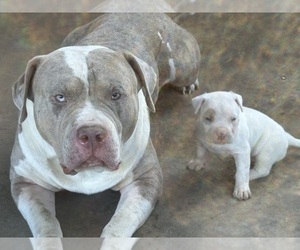 Father of the American Bully puppies born on 04/04/2025