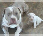 Small Photo #1 American Bully Puppy For Sale in CHICO, CA, USA