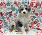 Small Photo #8 Aussiedoodle Miniature  Puppy For Sale in LAKELAND, FL, USA