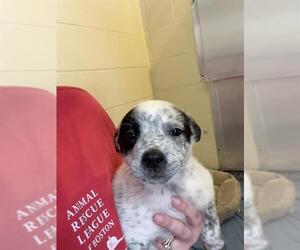 Mutt Dogs for adoption in Brewster, MA, USA