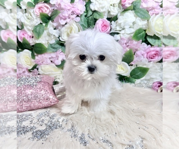 Medium Photo #61 Maltese Puppy For Sale in HAYWARD, CA, USA